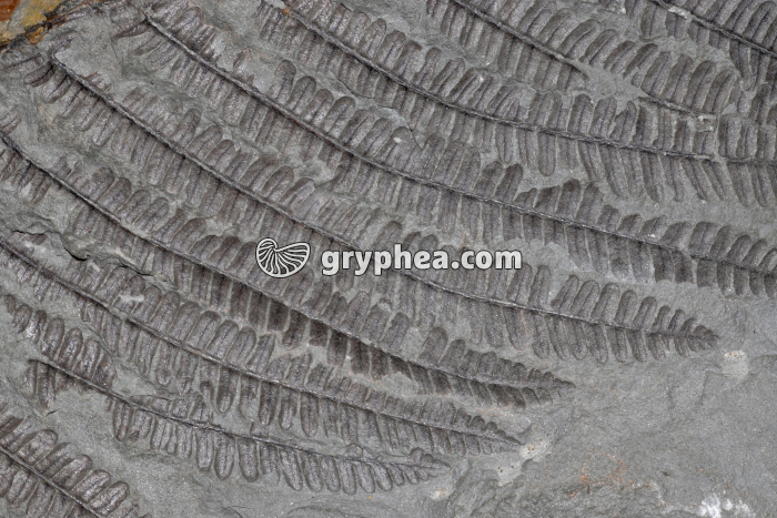 Fronde de fougère fossilisée (détail) - gryphea.org